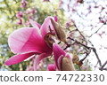 紫花 74722330