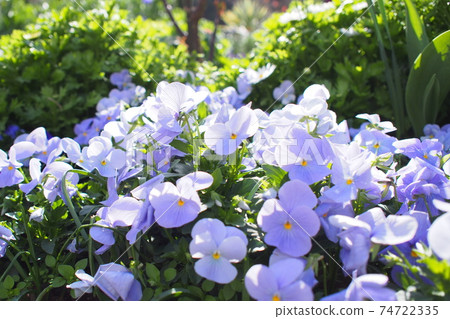 紫花 紫花 74722335