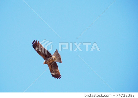 Kombies flying in the sky 74722382