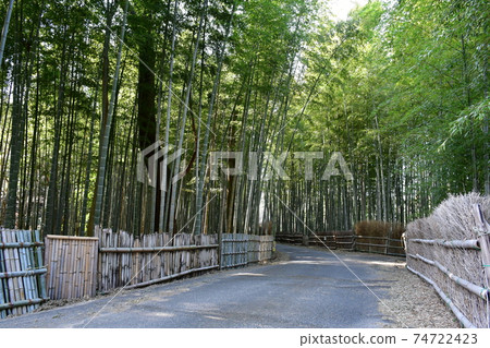 Asahi Park in winter, bamboo grove road Asahi Park in winter, bamboo grove road 74722423
