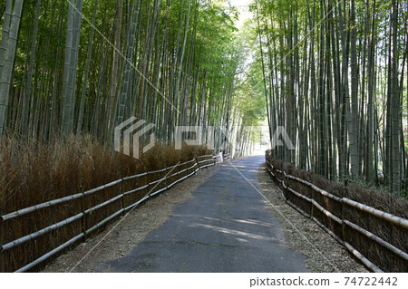 Asahi Park in winter, bamboo grove road 74722442