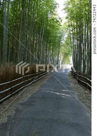 冬季的旭公園,竹林路 冬季的旭公園,竹林路 74722443