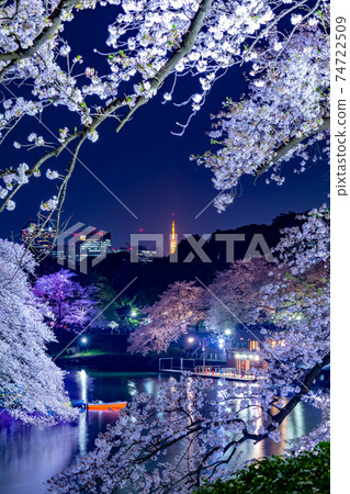 Cherry blossoms at Chidorigafuchi at evening Cherry blossoms at Chidorigafuchi at evening 74722509
