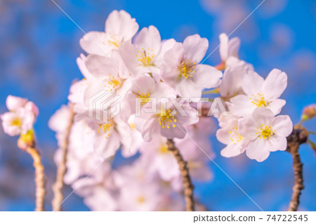 櫻花圖像 74722545