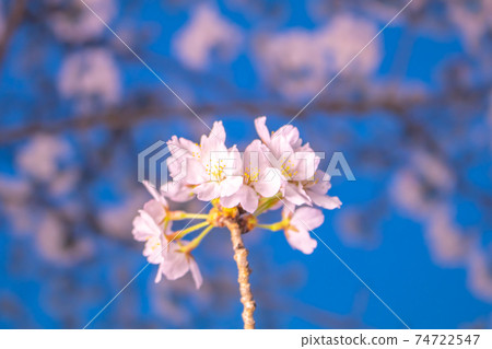櫻花圖像 74722547