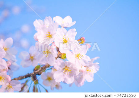 櫻花圖像 74722550