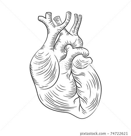 ANATOMIC HEART Structure Medicine Education Diagram Vector Scheme Human Monochrome Hand Drawn Vector Illustration  74722621