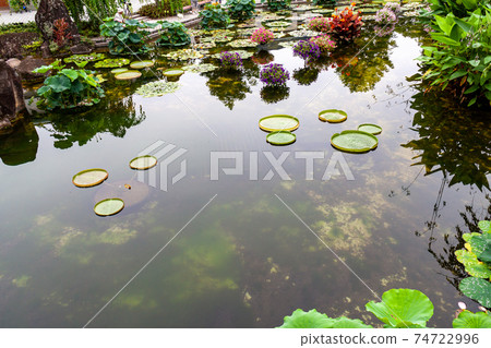 Paraguayan oni bus Paraguayan oni bus 74722996