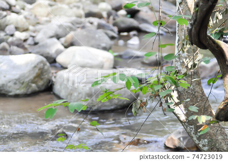 river and rock and tree or river background river and rock and tree or river background 74723019