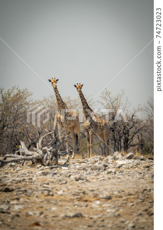 Two southern giraffe stand by rocky pan Two southern giraffe stand by rocky pan 74723023
