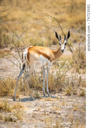 Springbok stands turning to camera by thornbush Springbok stands turning to camera by thornbush 74723091