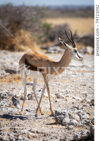 Springbok stands near trees on rocky slope Springbok stands near trees on rocky slope 74723092
