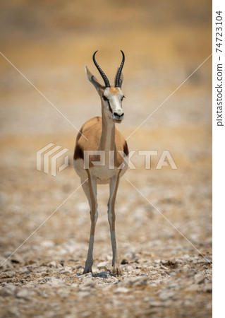 Springbok stands facing camera on salt pan 74723104