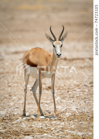 Springbok stands facing camera on rocky pan 74723105