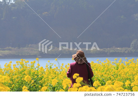 池田湖岸邊看著油菜花的女人 74723756