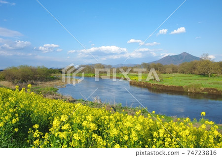 Spring Kokai River and Mt. Tsukuba where rape blossoms bloom 74723816