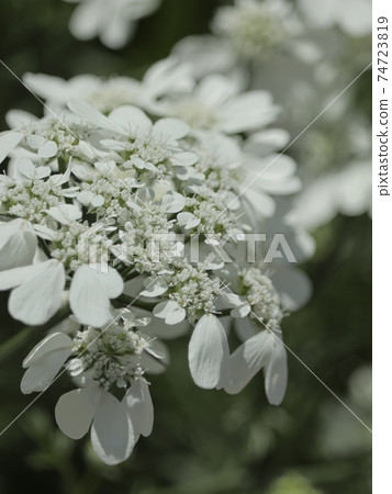 Orlaya Grandy Flora Orlaya Grandy Flora 74723819