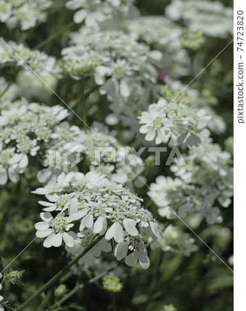 Orlaya Grandy Flora 74723820