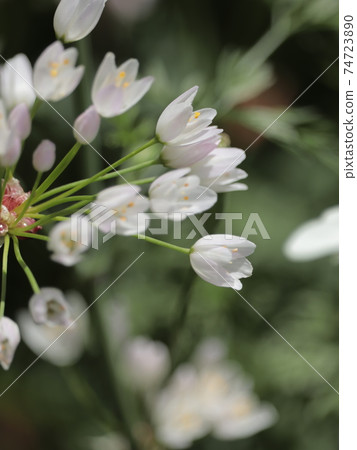 Allium roseum 74723890