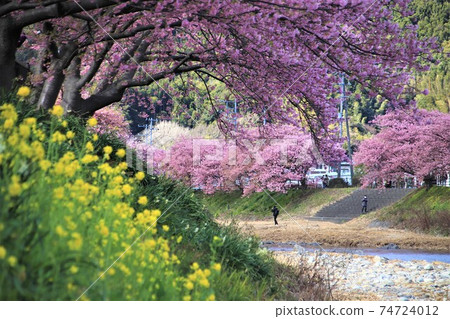 Rape flower and Kawazu cherry tree Rape flower and Kawazu cherry tree 74724012