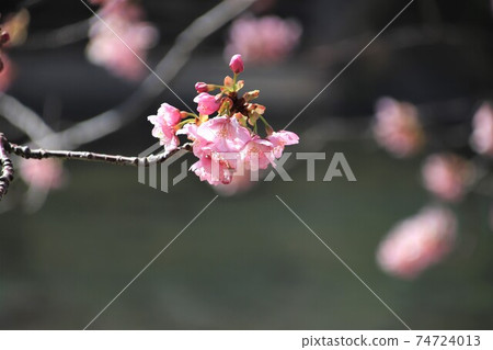 Kawazu cherry blossoms in full bloom Kawazu cherry blossoms in full bloom 74724013