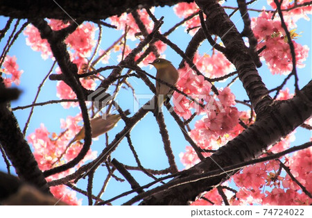 Mejiro and Kawazu cherry tree Mejiro and Kawazu cherry tree 74724022