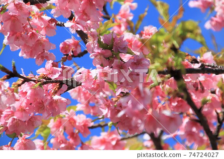 Kawazu cherry blossoms in full bloom Kawazu cherry blossoms in full bloom 74724027