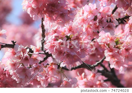 Kawazu cherry blossoms in full bloom Kawazu cherry blossoms in full bloom 74724028