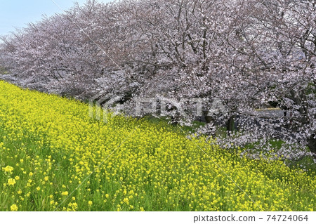 Cherry blossoms and rape blossoms blooming on the Kumagaya Sakura Tsutsumi 74724064