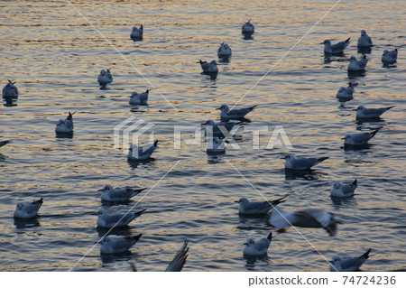 A flock of seagulls in Moroiso Bay at dusk A flock of seagulls in Moroiso Bay at dusk 74724236