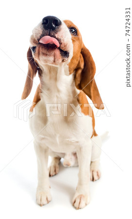 Beagle show tongue Beagle show tongue 74724331