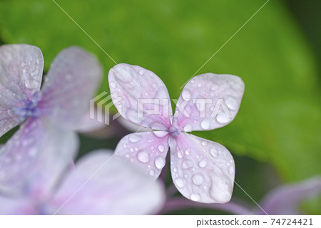 ≪Rainy season hydrangea and raindrops≫ Rain image 74724421