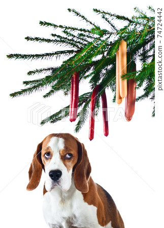 dog and sausages dog and sausages 74724442
