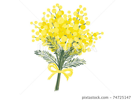 含羞草相思花束春天圖乾花植物圖案 插圖素材 圖庫 含羞草相思花束春天圖乾花植物圖案 插圖素材 圖庫