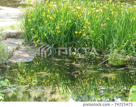 Yellow iris on the green road Yellow iris on the green road 74725473