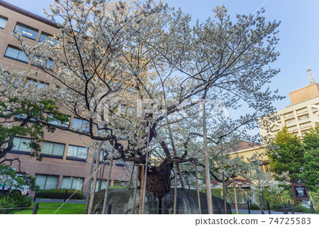 Spring stone split cherry blossom landscape Spring stone split cherry blossom landscape 74725583