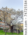 Spring stone split cherry blossom landscape 74725584