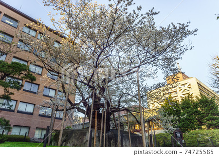 春天石分裂櫻花景觀 春天石分裂櫻花景觀 74725585