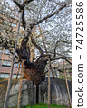 Spring stone split cherry blossom landscape 74725586