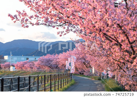 山手櫻 山手櫻 74725719