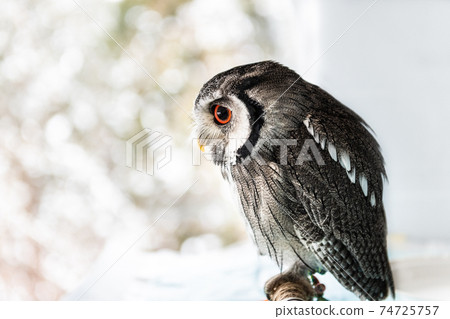 Forest philosopher owl African white-faced owl 74725757