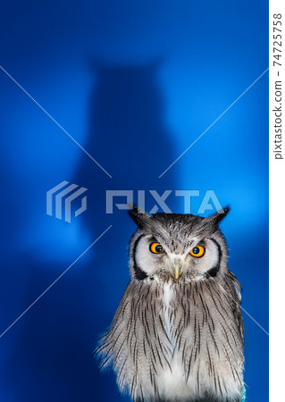 Forest philosopher owl African white-faced owl 74725758