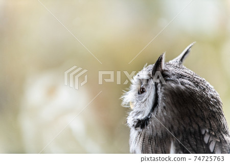Forest philosopher owl African white-faced owl Forest philosopher owl African white-faced owl 74725763
