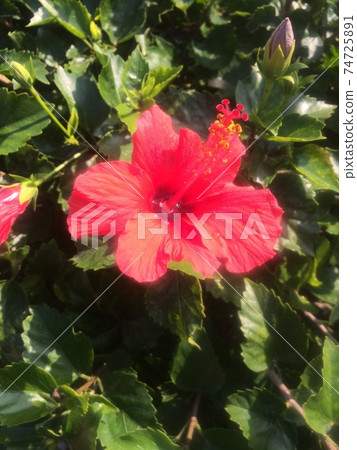 雨後的芙蓉花 雨後的芙蓉花 74725891