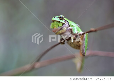A frog A frog 74725927