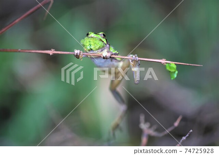 A frog A frog 74725928