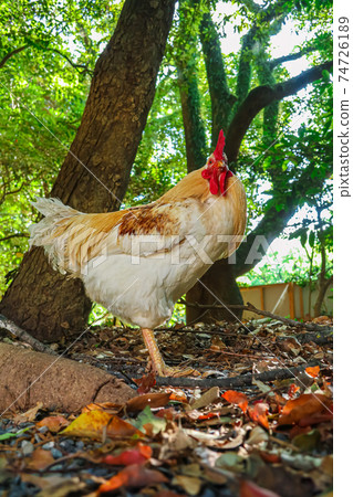 Atsuta Jingu, a chicken that is said to be a messenger of God <Nagoya City, Aichi Prefecture> 74726189
