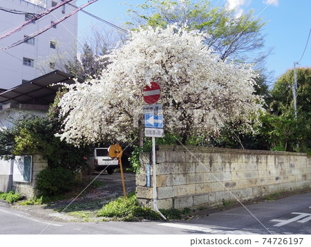街角的櫻花和標誌 74726197