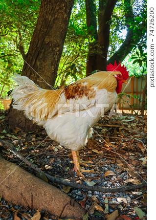 據說是上帝使者的雞肉厚田神宮<愛知縣名古屋市> 74726200