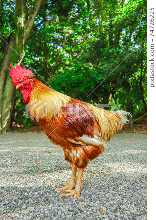 Atsuta Jingu, a chicken that is said to be a messenger of God <Nagoya City, Aichi Prefecture> 74726225